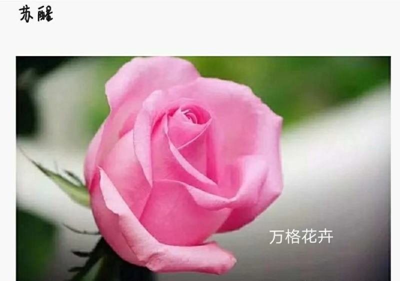 多款粉色系列玫瑰小苗批发零售