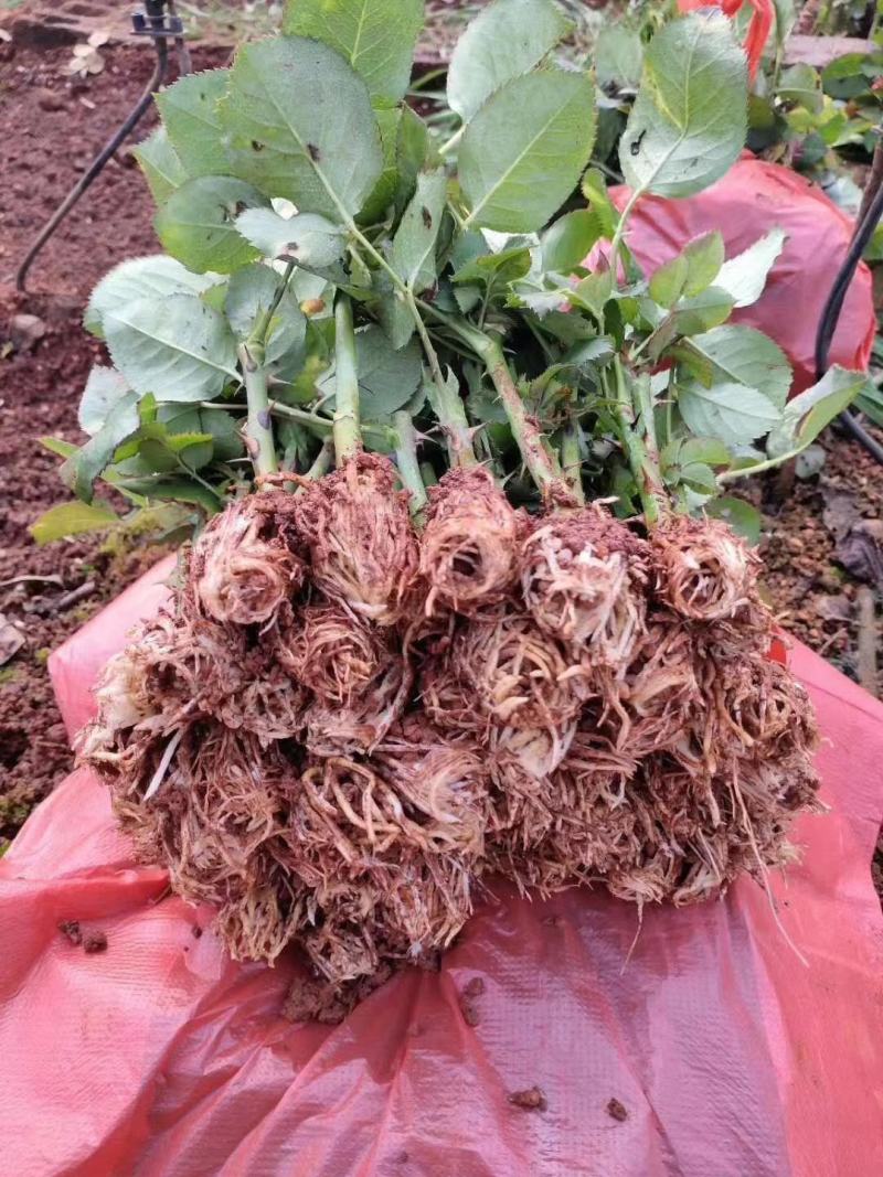 多款粉色系列玫瑰小苗批发零售
