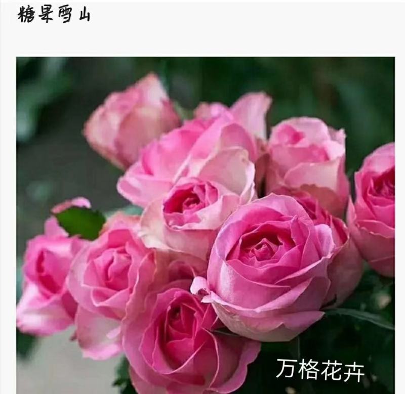 多款粉色系列玫瑰小苗批发零售