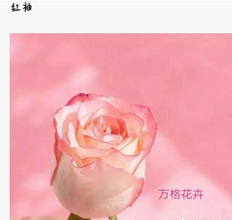 多款粉色系列玫瑰小苗批发零售