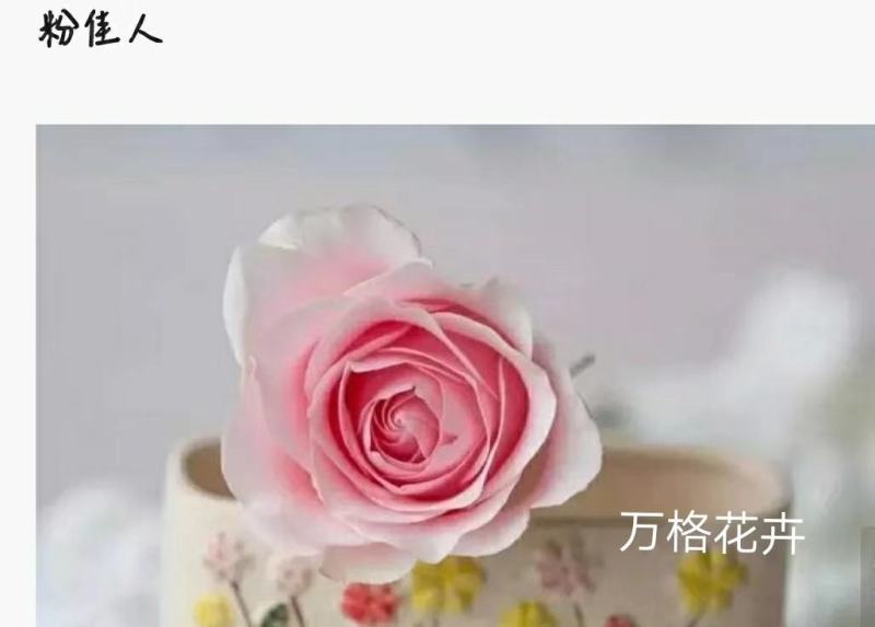 多款粉色系列玫瑰小苗批发零售