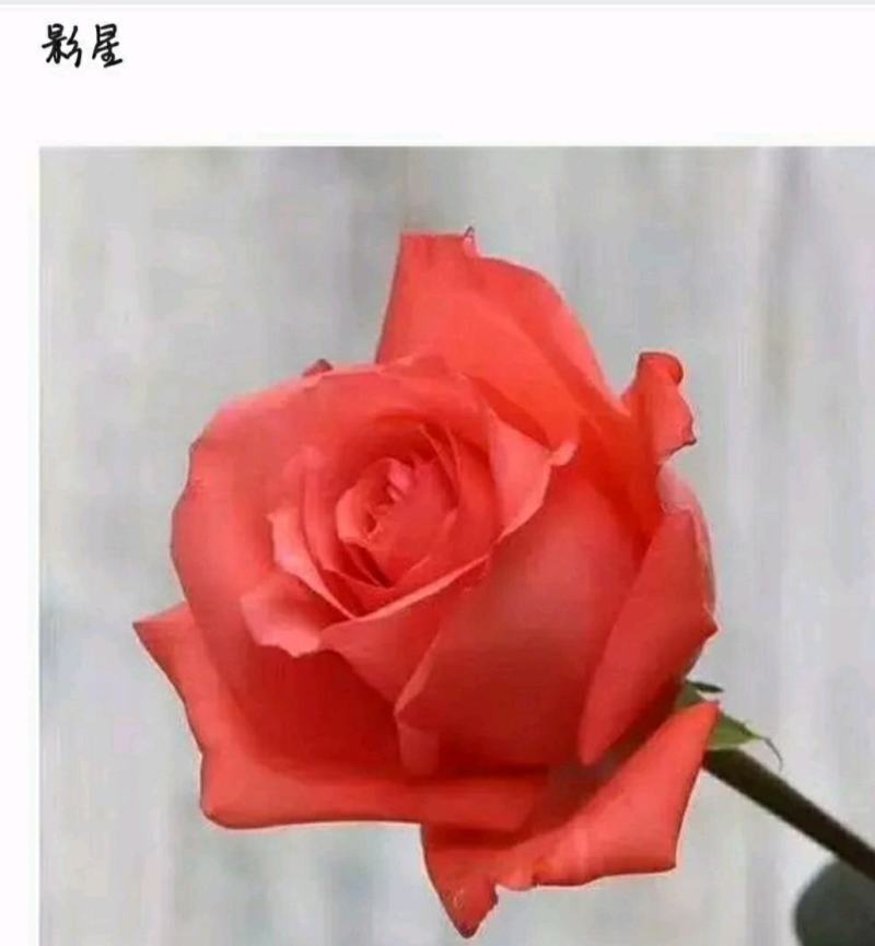 多款粉色系列玫瑰小苗批发零售