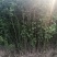 枳壳苗枳壳苗根系发达篱笆墙用枸橘苗药用枳壳