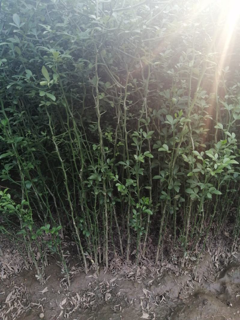枳壳苗枳壳苗根系发达篱笆墙用枸橘苗药用枳壳