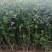 枳壳苗枳壳苗根系发达篱笆墙用枸橘苗药用枳壳