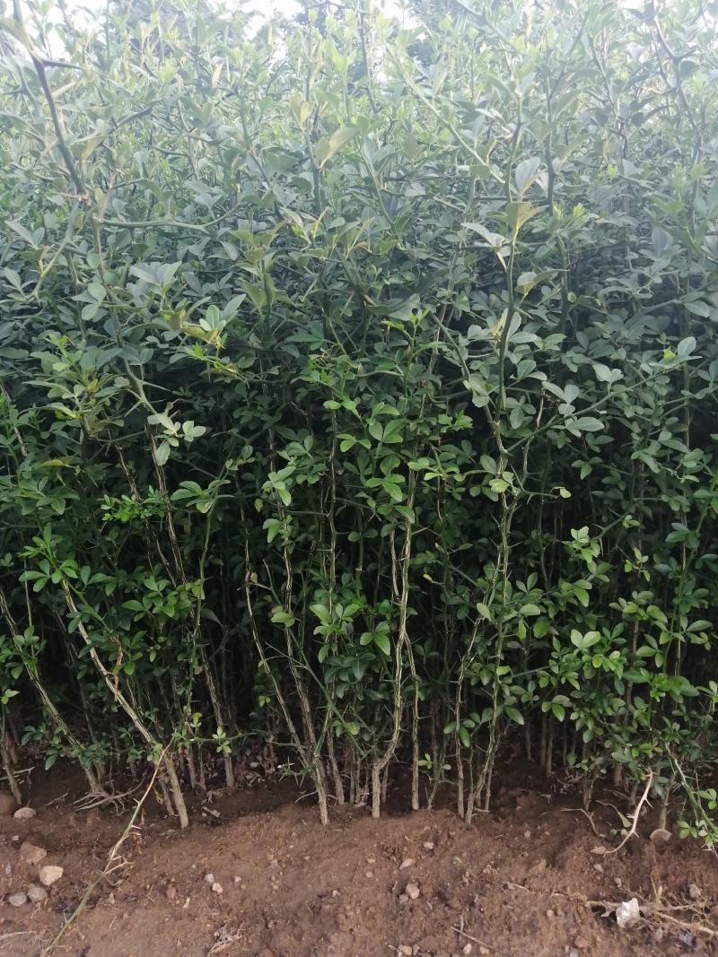 枳壳苗枳壳苗根系发达篱笆墙用枸橘苗药用枳壳