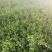 枳壳苗枳壳苗根系发达篱笆墙用枸橘苗药用枳壳