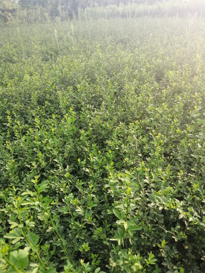 枳壳苗枳壳苗根系发达篱笆墙用枸橘苗药用枳壳
