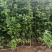 枳壳苗枳壳苗根系发达篱笆墙用枸橘苗药用枳壳
