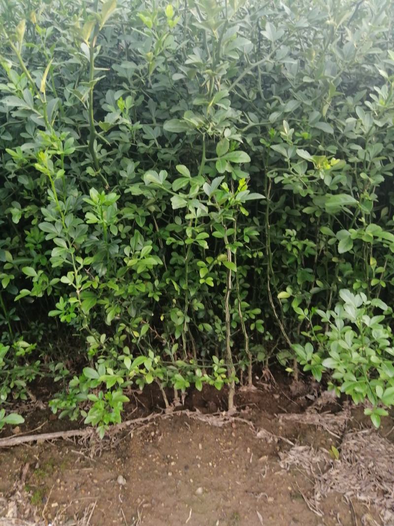 枳壳苗枳壳苗根系发达篱笆墙用枸橘苗药用枳壳