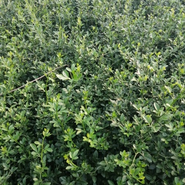 枳壳苗枳壳苗根系发达篱笆墙用枸橘苗药用枳壳