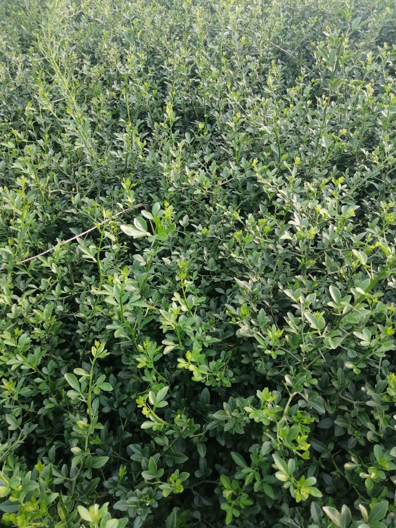 枳壳苗枳壳苗根系发达篱笆墙用枸橘苗药用枳壳