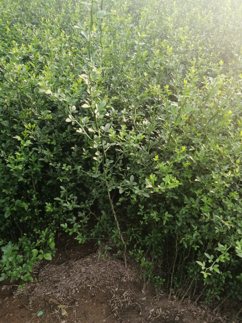 枳壳苗枳壳苗根系发达篱笆墙用枸橘苗药用枳壳