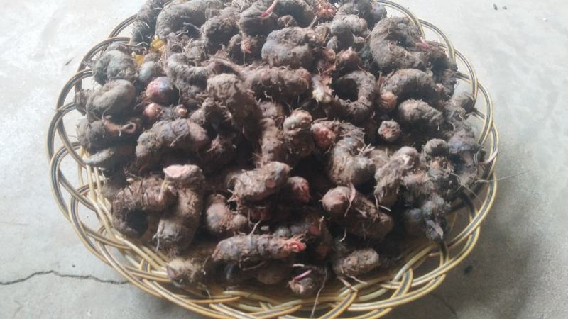 拳参又名鸡血参、弓腰老（紫参、牧蒙、众戒、铜罗、疙瘩参）