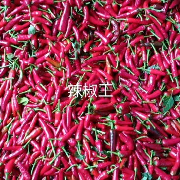 本基地有大量鲜椒满天星，辣椒王出售