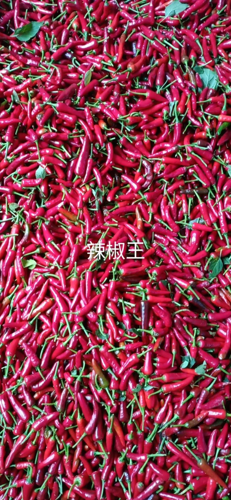 本基地有大量鲜椒满天星，辣椒王出售