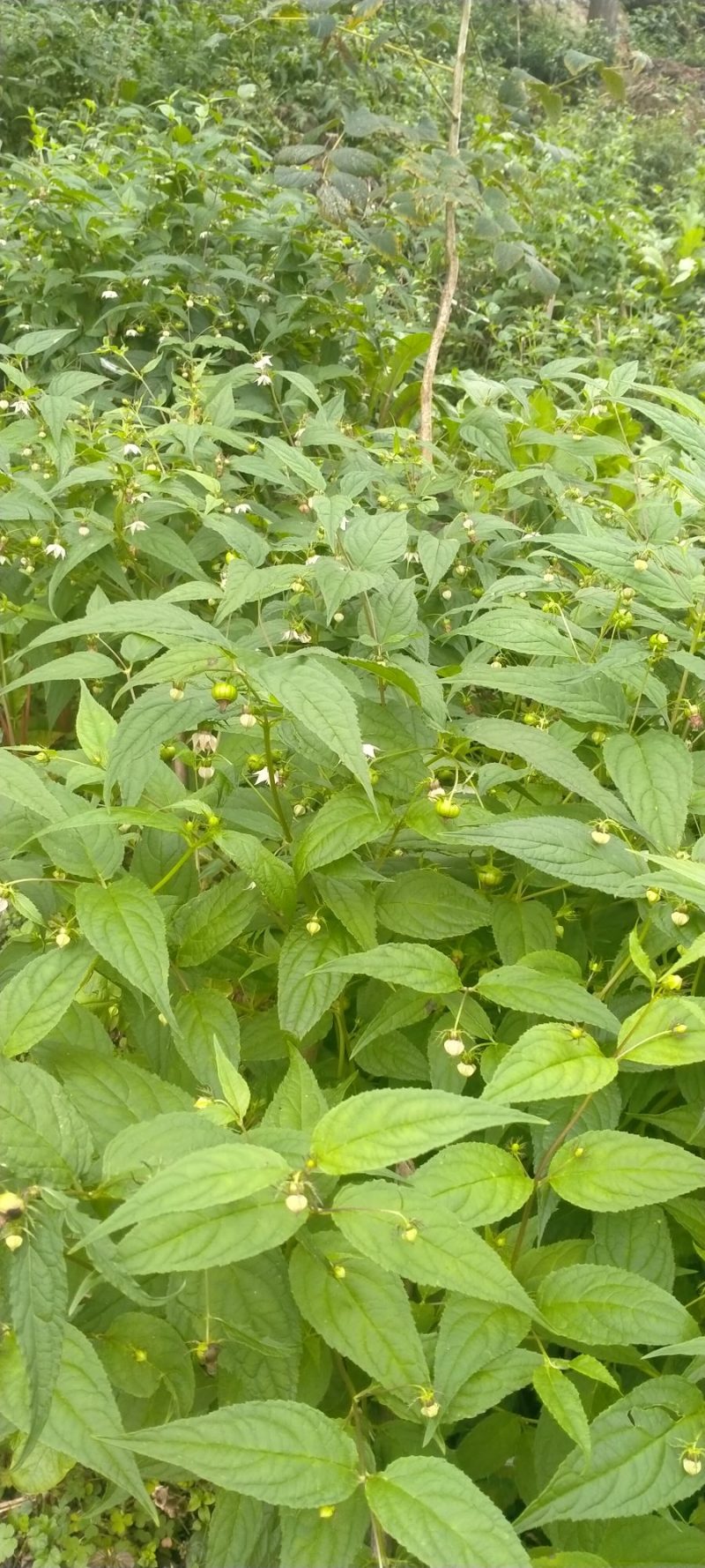 蜘蛛果，红果参，新型奇特生态绿色水果，野山货，稀奇古怪