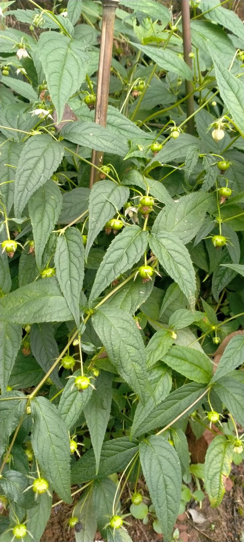 蜘蛛果，红果参，新型奇特生态绿色水果，野山货，稀奇古怪