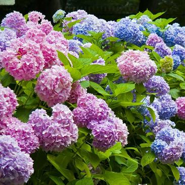 无尽夏绣球花苗盆栽花卉植物室内阳台带花苞好养的花四季开花