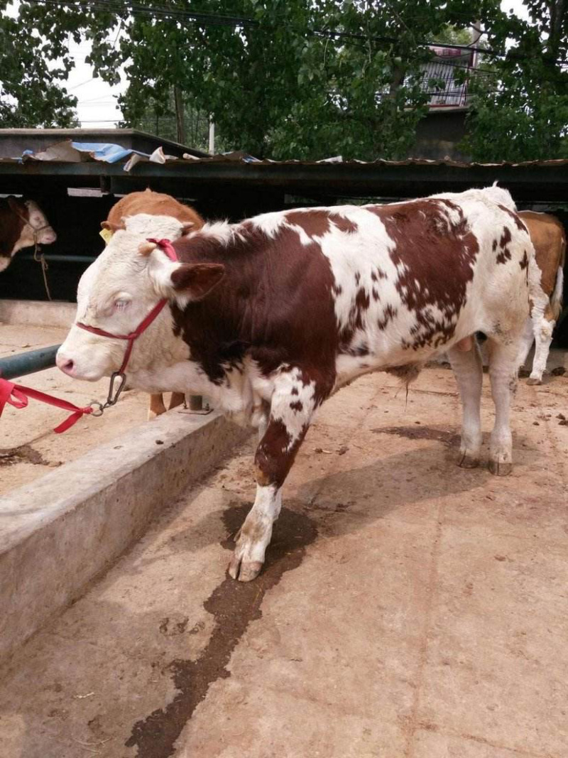 西门塔尔小母牛肉牛公牛在本场买牛享受补贴1000元/头