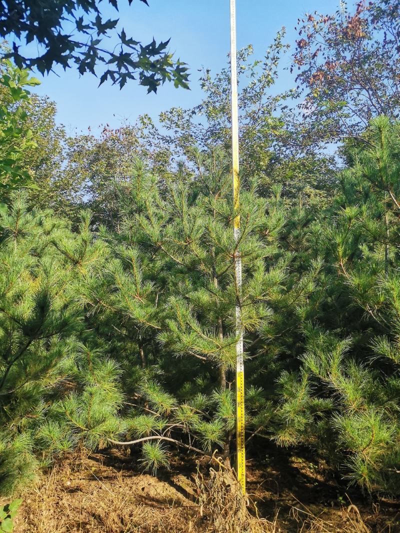 华山松，基地量大，质量好，价格便宜