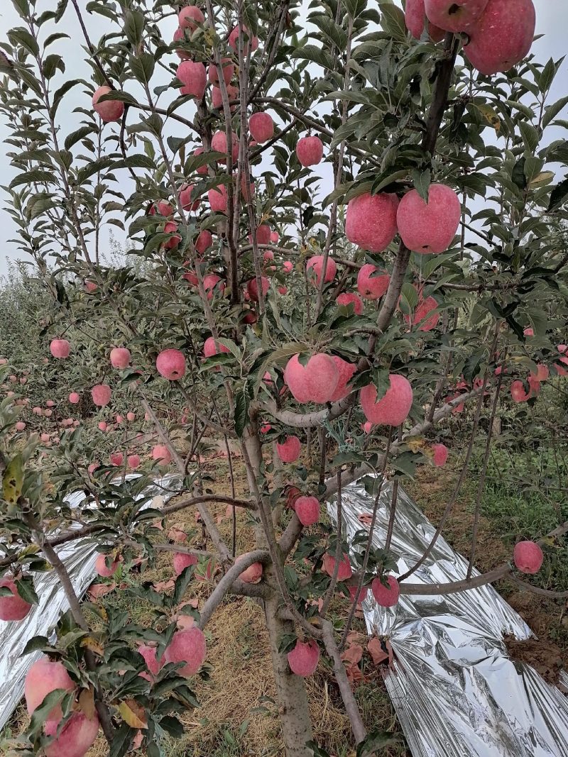 中秋节好中秋中秋王苹果刚好赶上中秋节