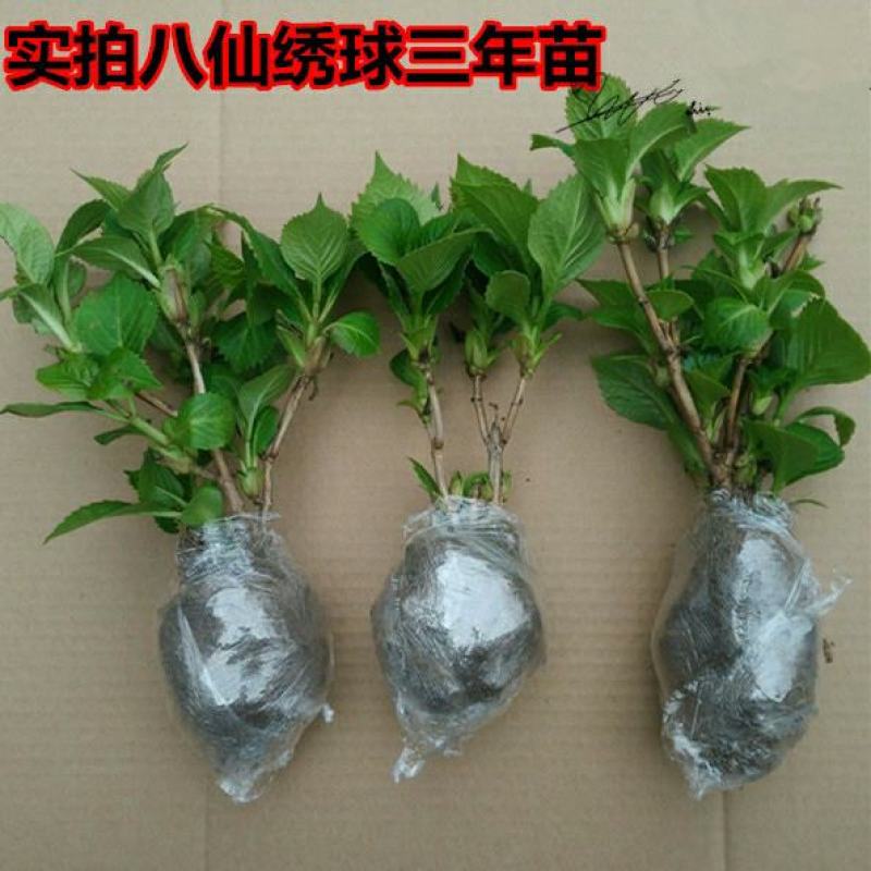 无尽夏绣球花苗老桩盆栽大苗绣球老根大花八仙花绣球别墅庭院