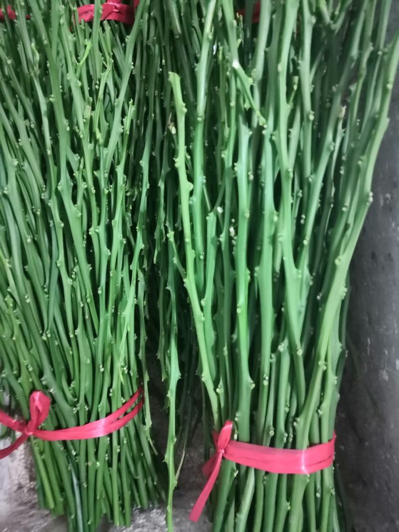 红美人枝条爱媛28号枝条
