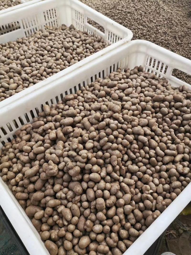 2023年新山药豆上市，大量批发零售串糖葫芦用山药豆