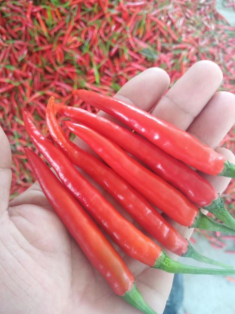 泰悦大果朝天椒种子辣椒种子颜色好耐湿热