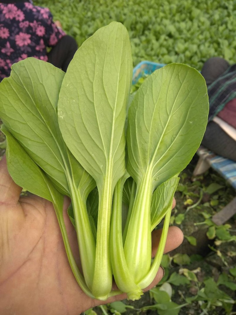 叶菜类小青菜，油菜，上海青，常年供应食堂青菜，工厂青菜，