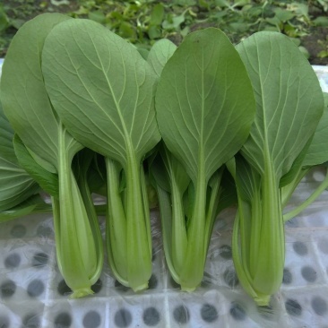 叶菜类小青菜，油菜，上海青，常年供应食堂青菜，工厂青菜，