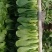 叶菜类小青菜，油菜，上海青，常年供应食堂青菜，工厂青菜，