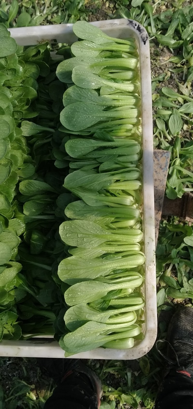 叶菜类小青菜，油菜，上海青，常年供应食堂青菜，工厂青菜，