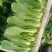 叶菜类小青菜，油菜，上海青，常年供应食堂青菜，工厂青菜，