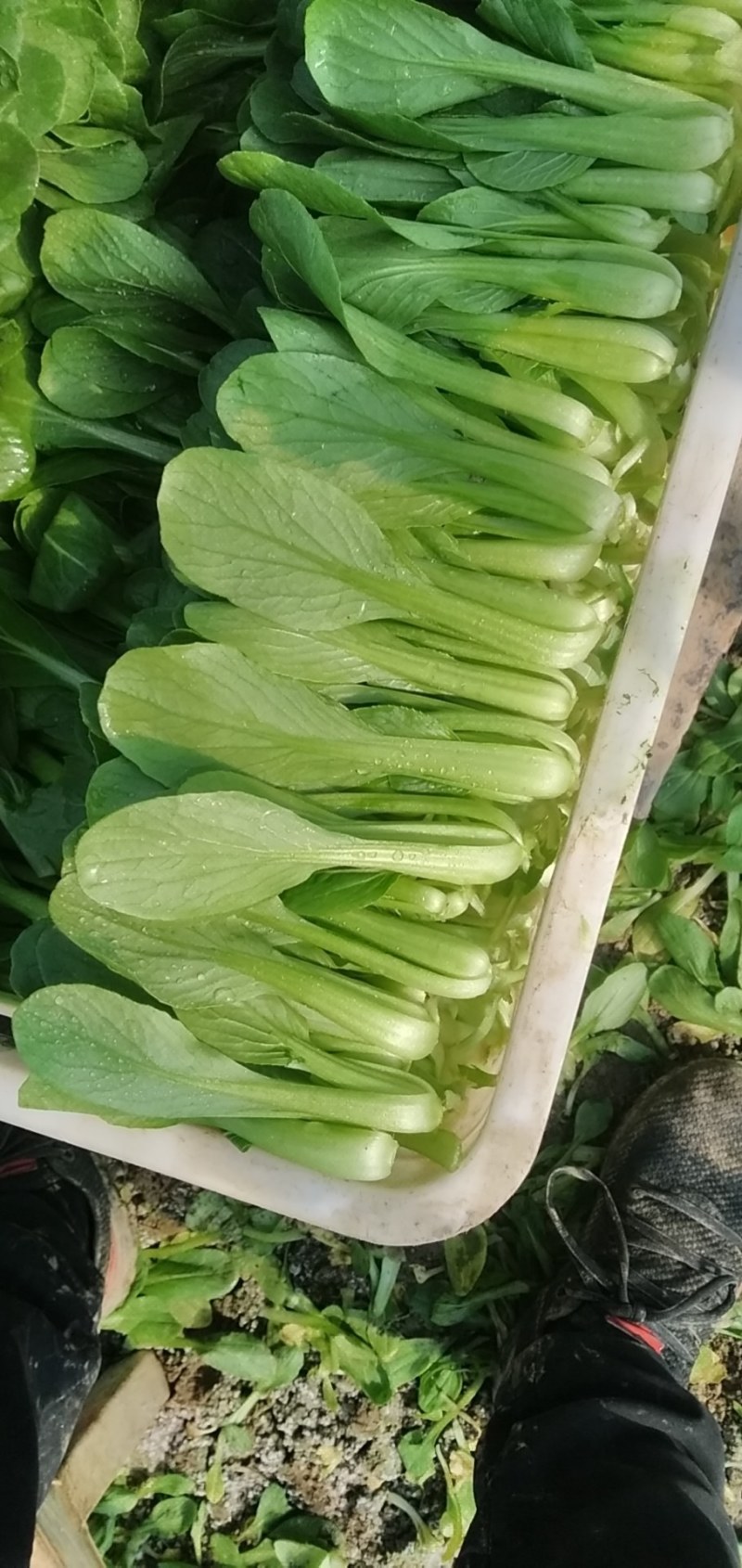 叶菜类小青菜，油菜，上海青，常年供应食堂青菜，工厂青菜，