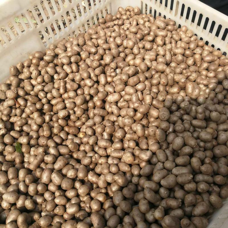 原产地直供，大量批发零售优质白玉山药豆。