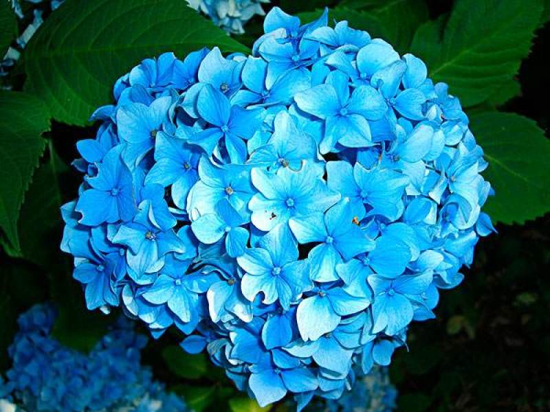 无尽夏绣球花苗老桩盆栽大苗绣球老根大花八仙花绣球别墅庭院