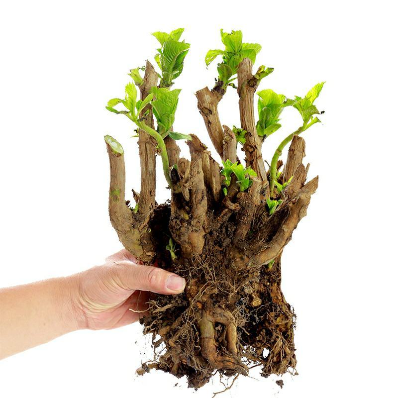 无尽夏绣球花苗老桩盆栽大苗绣球老根大花八仙花绣球别墅庭院
