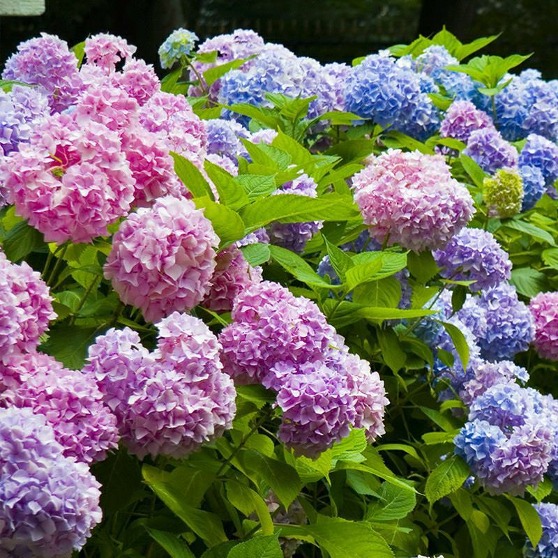 无尽夏绣球花苗老桩盆栽大苗绣球老根大花八仙花绣球别墅庭院