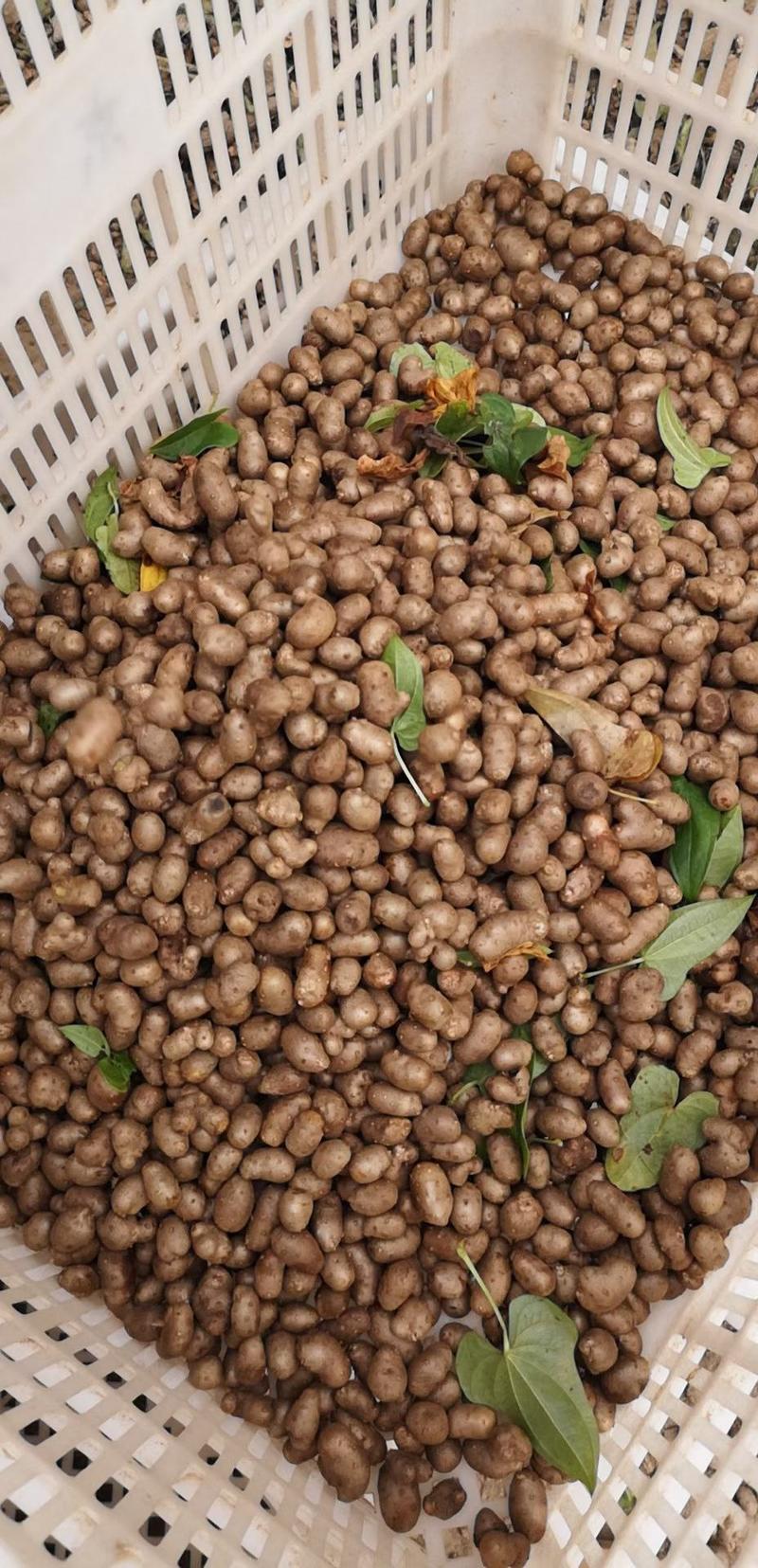 大量批发零售各种规格优质白玉山药豆