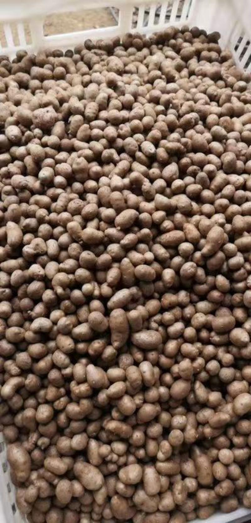 大量批发零售各种规格优质白玉山药豆，串糖葫芦用山药豆