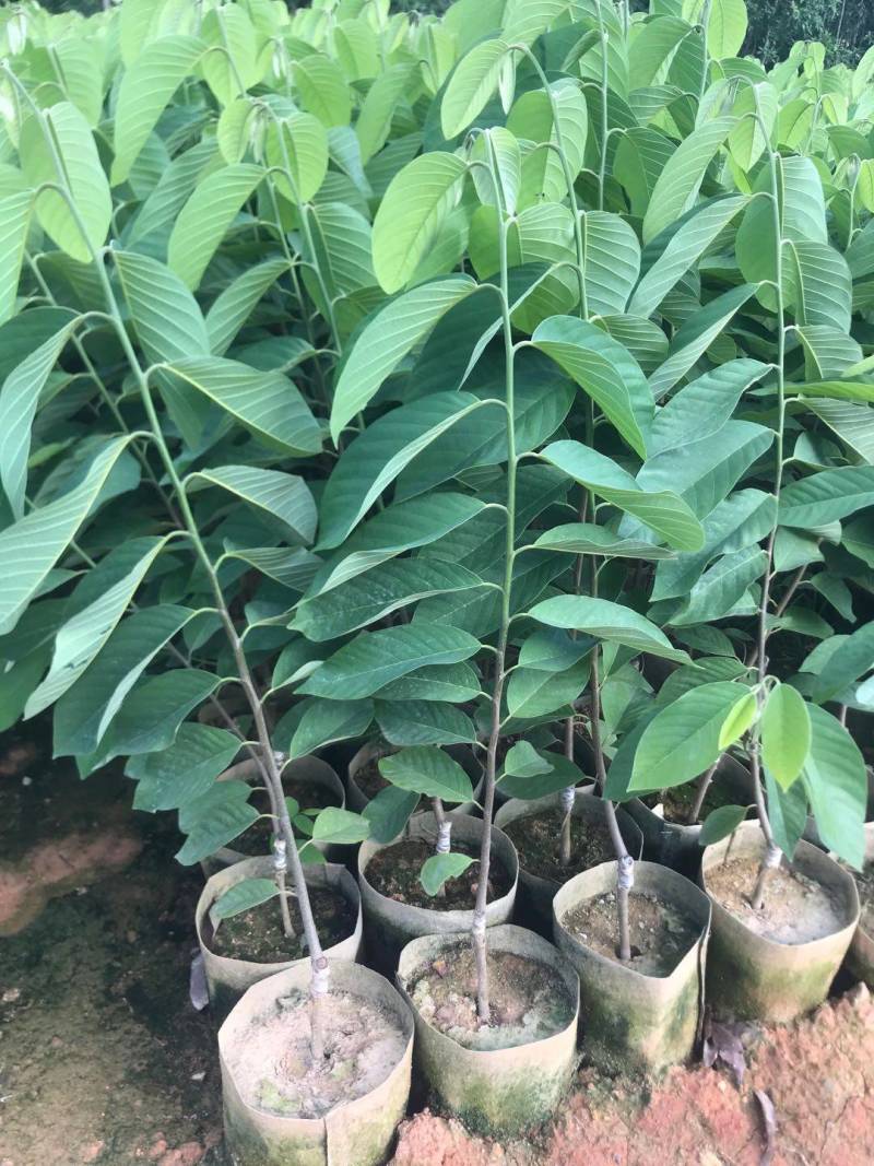 台湾凤梨释迦苗，美植袋大苗