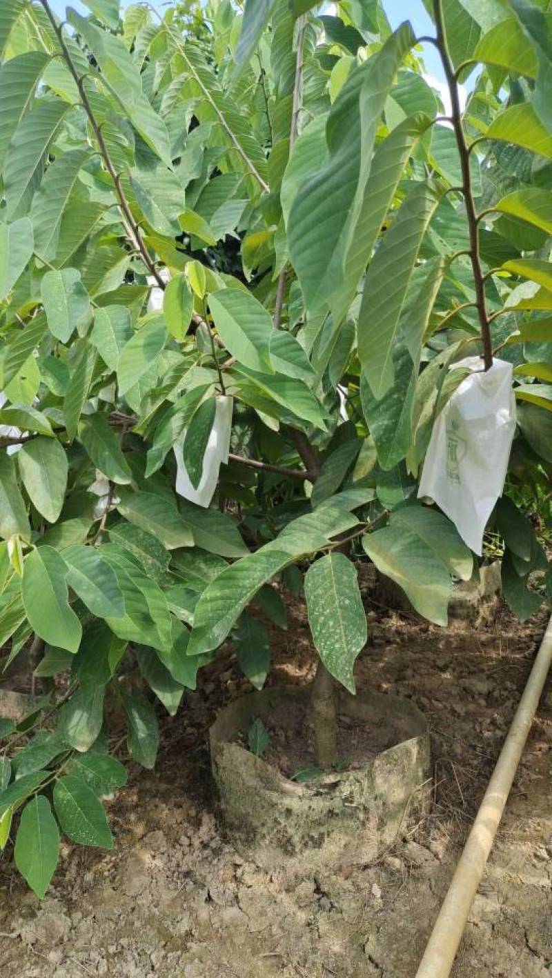 台湾凤梨释迦苗，美植袋大苗