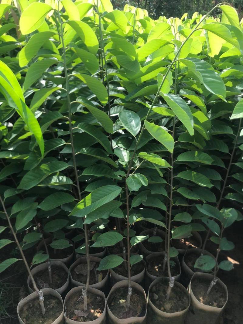台湾凤梨释迦苗，美植袋大苗