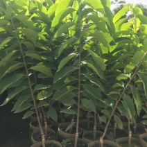 台湾凤梨释迦苗，美植袋大苗
