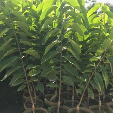 台湾凤梨释迦苗，美植袋大苗