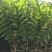 台湾凤梨释迦苗，美植袋大苗