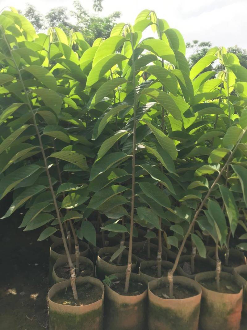 台湾凤梨释迦苗，美植袋大苗