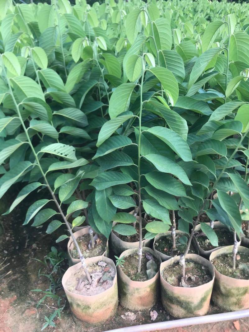 台湾凤梨释迦苗，美植袋大苗